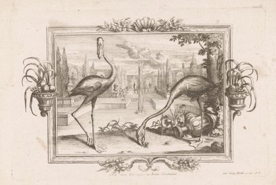 Twee flamingoer Aves dicta Flaminges ex India Occidentali (titel på objekt) af Johann Jakob Stelzer