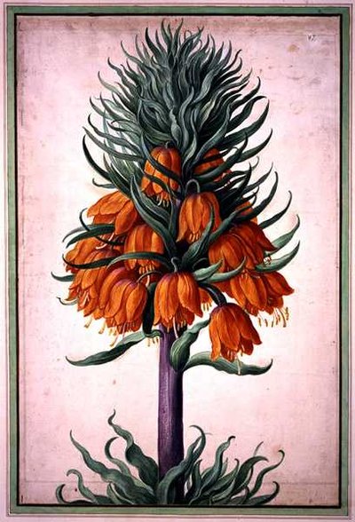 Fritillaria imperialis (imperial krone) tallerken 25 fra Nassau Florilegium (akvarel på papir) af Johann Jakob Walther