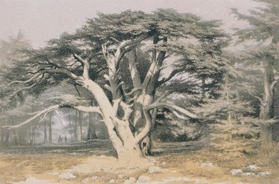 Cedarer fra Libanon. Radering af Bernatz et alii - Steinkopk J.F. Redaktør af Johann Martin Bernatz