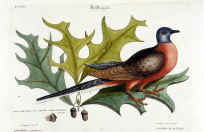 Trækdue, nu uddød. Zoo, Seligman 1749 af Johann Michael Seligmann