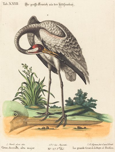 Grus Americana, høj major af Johann Michael Seligmann after George Edwards
