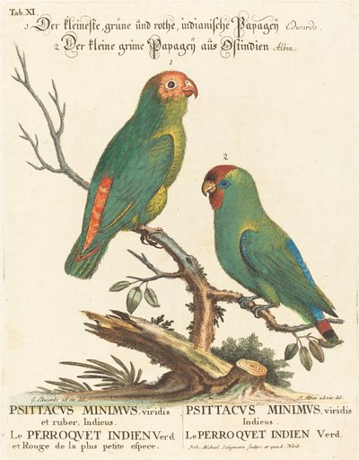 Papegøje (Le Perroquet Indien. Psittacus Minimus) af Johann Michael Seligmann after George Edwards