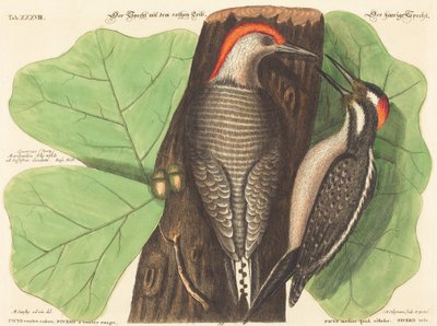 Den rødbugede spætte (Picus Carolinus) af Johann Michael Seligmann after Mark Catesby