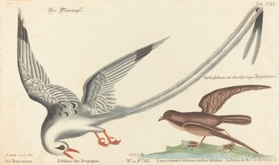 Tropefuglen (Phaeton aethereus) af Johann Michael Seligmann after Mark Catesby