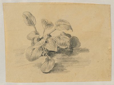 Undersøgelse af en løvplante af Johann Peter Krafft