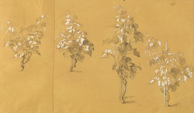 Weinstock, Studie for "Hermann og Dorothea i vingården" af Johann Peter Krafft