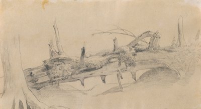 Rodsystem, væltet træ af Johann Peter Krafft
