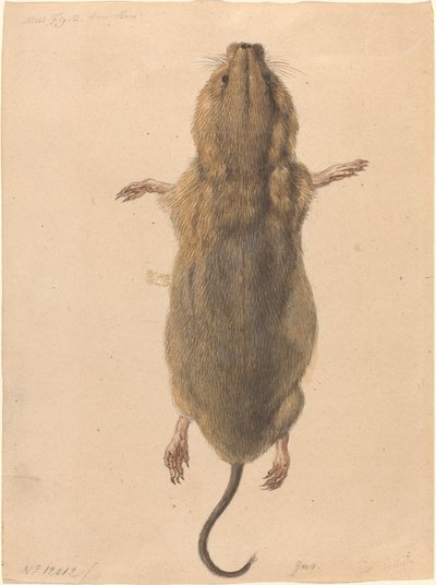 En markmus fra oven af Johann Rudolph Schellenberg
