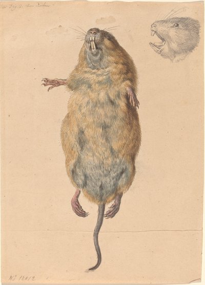 En markmus, nedefra af Johann Rudolph Schellenberg