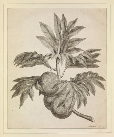 En gren af brødfrugttræet af Johann Sebastien Muller