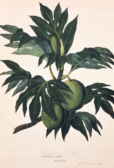 En gren af brødfrugttræet med frugt, ca. 1773 (stik) af Johann Sebastien Muller