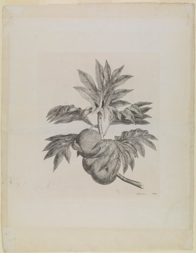 En gren af brødfrugttræet med frugten af Johann Sebastien Muller