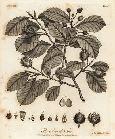 Europæisk bøg eller almindelig bøg, Fagus sylvatica. af Johann Sebastien Muller