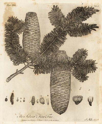 Europæisk sølvgran, Abies alba. af Johann Sebastien Muller