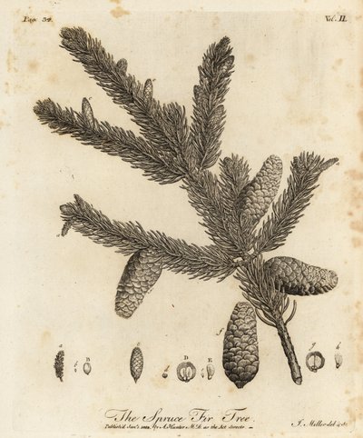 Ædelgran eller europæisk gran, Picea abies af Johann Sebastien Muller