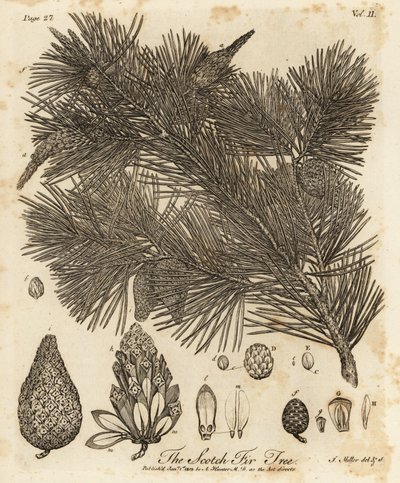 Skovfyr, Pinus sylvestris. af Johann Sebastien Muller