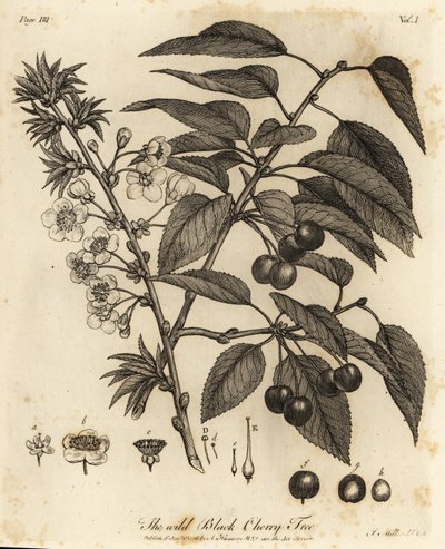 Surkirsebær, syrlige kirsebær eller dværgkirsebær, Prunus cerasus. af Johann Sebastien Muller