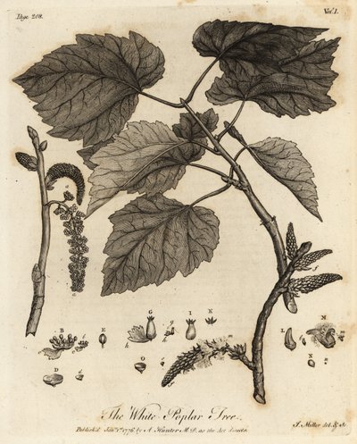 Hvidt poppeltræ, Populus alba. af Johann Sebastien Muller