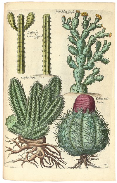 Kaktusser, 1641 af Johann Theodor de Bry