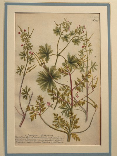 Urt Robert (Geranium robertianum), farvet gravering af Johann Wilhelm Weinmann