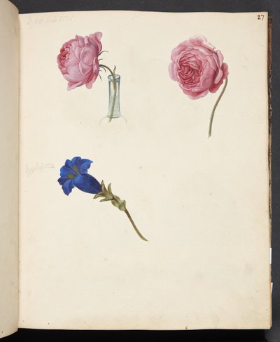 Studie af lyserød rose og blå blomst af Johanna Fosie