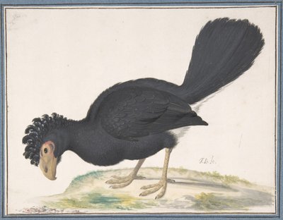 A Black Curassow, n.d.. af Johannes Bronckhorst