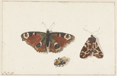 Sommerfugl, møl og humlebi af Johannes Bronkhorst