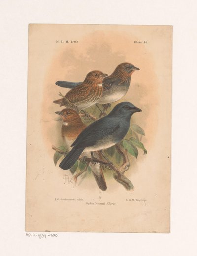 Fire fugle på en gren Siphia Everetti Sharpe (titel på objekt) af Johannes Gerardus Keulemans
