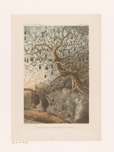 Vleermuizen i en boom Et møde mellem Fanys (Pteropus Edwardsii) på Mayotte Island (titel på objekt) Rejseforhold (serietitel på objekt) af Johannes Gerardus Keulemans