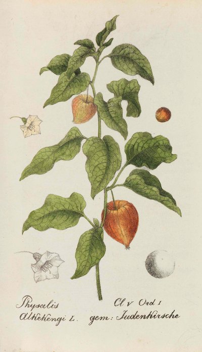 Samling af schweiziske planter, 1825-1846. af Johannes Jacob Hegetschweiler
