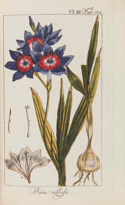 Udvalg af smukke og sjældne planter, 1795-1798. af Johannes Zorn