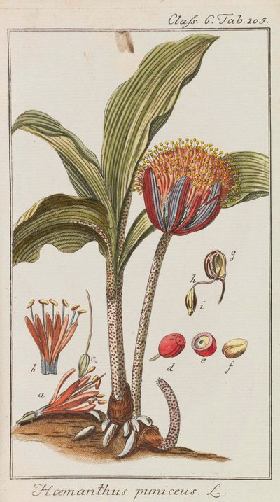 Udvalg af smukke og sjældne planter, 1795-1798. af Johannes Zorn