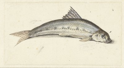 gondol af Johannes le Francq van Berkhey