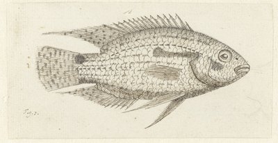 Tropisk fisk Chromis epse af Johannes le Francq van Berkhey
