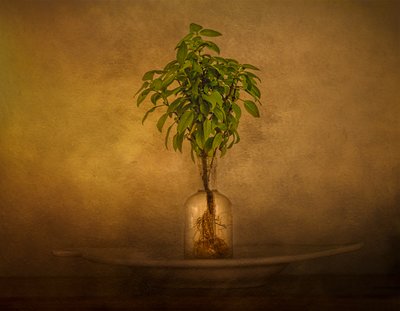 Stilleben med en plante med rødder af John-Mei Zhong