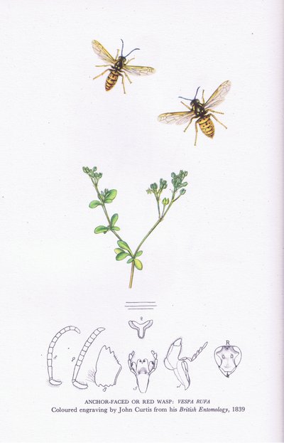 Anchor Faced or Red Wasp, Nature in Britain udgivet af Collins af John (after) Curtis