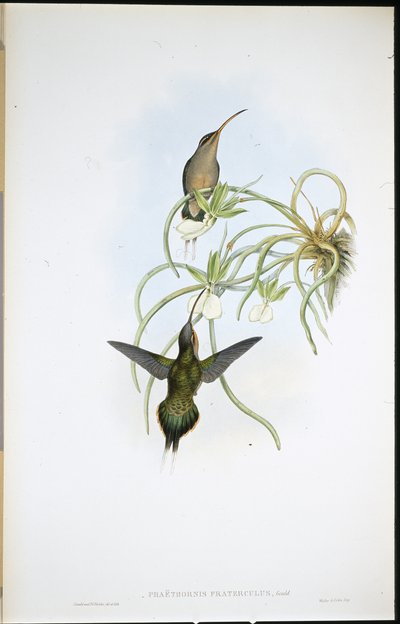Allied Eremit (Phaethornis Fraterculus) (håndfarvet litho) af John (after) Gould