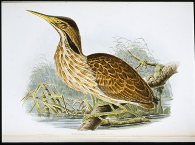 Amerikansk Bittern (Botaurus Lentiginosus) (håndfarvet litho) af John (after) Gould
