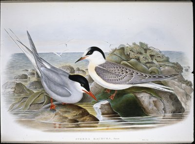 Arktisk tern (Sterna Macrura) (håndfarvet litho) af John (after) Gould