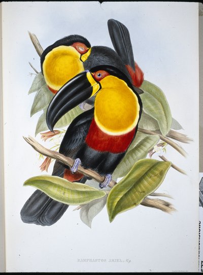 Ariel Toucan (Ramphastos Ariel) (håndfarvet litho) af John (after) Gould
