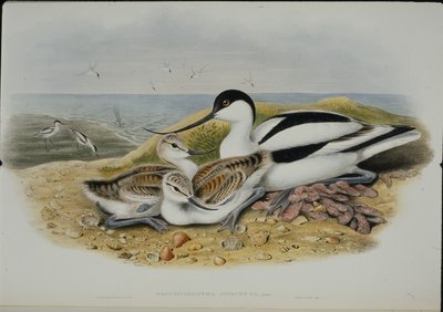 Avocet (Recurvirostra Avocetta) (håndfarvet litho) af John (after) Gould