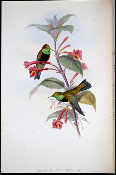 Black-breasted Hill Star (Oreotrochilus Melanogaster) (håndfarvet litho) af John (after) Gould
