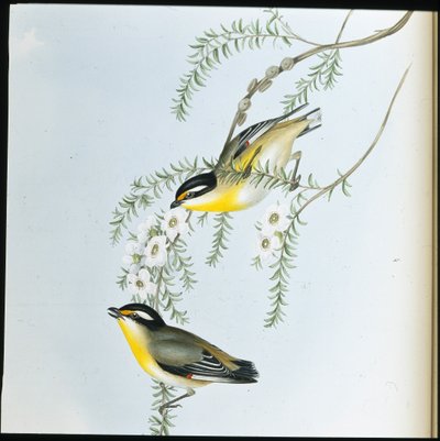 Sorthovedet Pardalote (Pardalotus Melanocephalus) (håndfarvet litho) af John (after) Gould