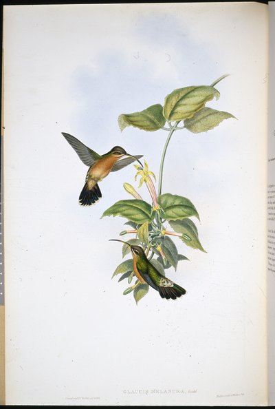 Sorthale-eremit (Glaucis Melanura) (håndfarvet litho) af John (after) Gould