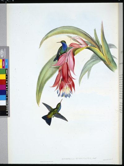 Blåbrystet safir (Eucephala Hypocyanea) (håndfarvet litho) af John (after) Gould