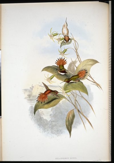 Blåhovedet safir (eucephala grayi) (håndfarvet litho) af John (after) Gould