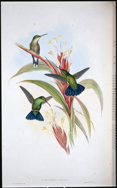 Blåhalet mangohylle (Lampornis Viridis) (håndkoloreret litografi) af John (after) Gould