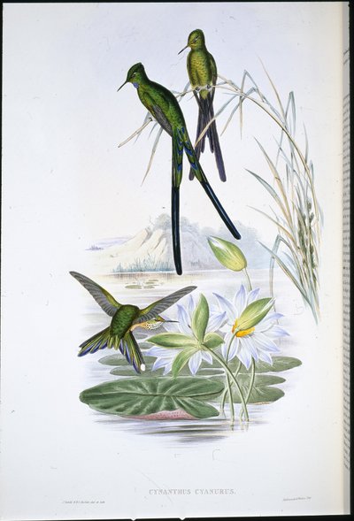Blåhalet sylf (Cynanthus Cyanurus) (håndfarvet litho) af John (after) Gould