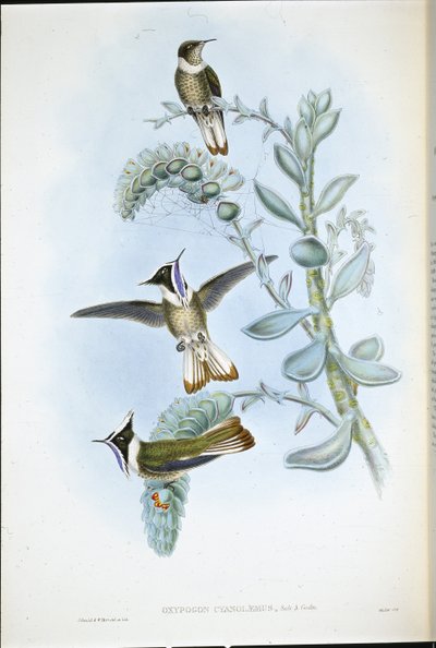 Blåhalset Hlemte Crest (Oxypogon Cyanolaemus) (håndfarvet litho) af John (after) Gould