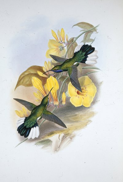 Blåstrubet sabelvinge (Campylopterus Ensipennis) (håndfarvet litho) af John (after) Gould